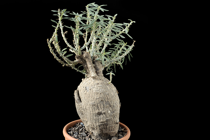 Pakypodium bispinosum H. Cm 25 € 60,00.jpg